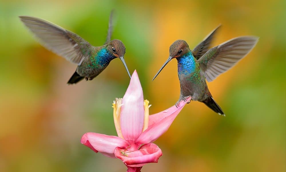 colibríes