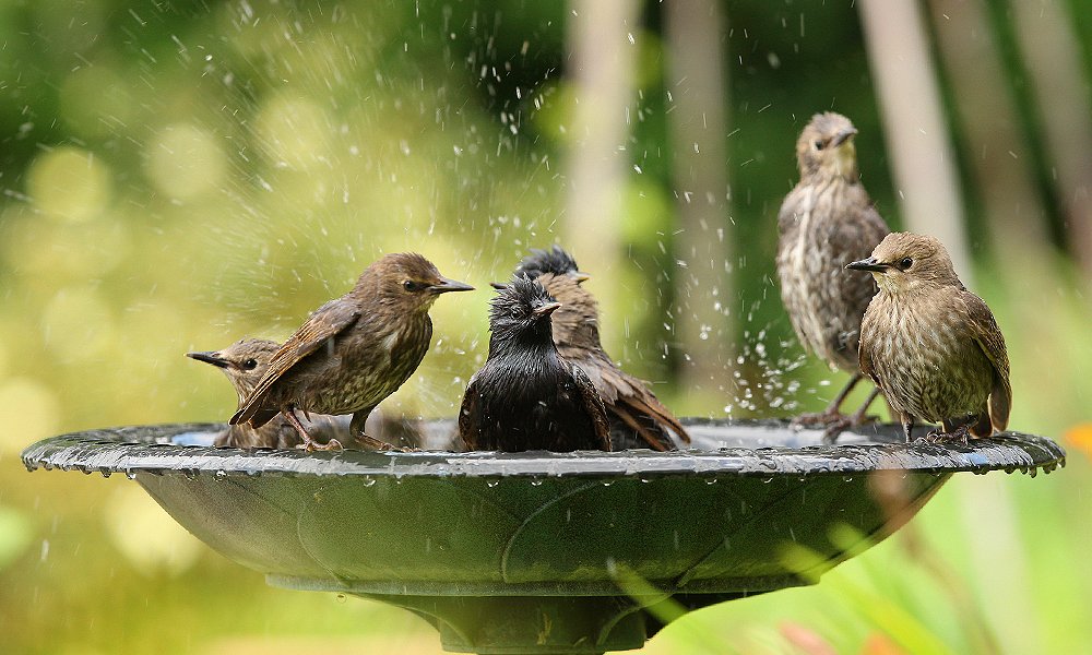 the joy of gardening solar bird bath