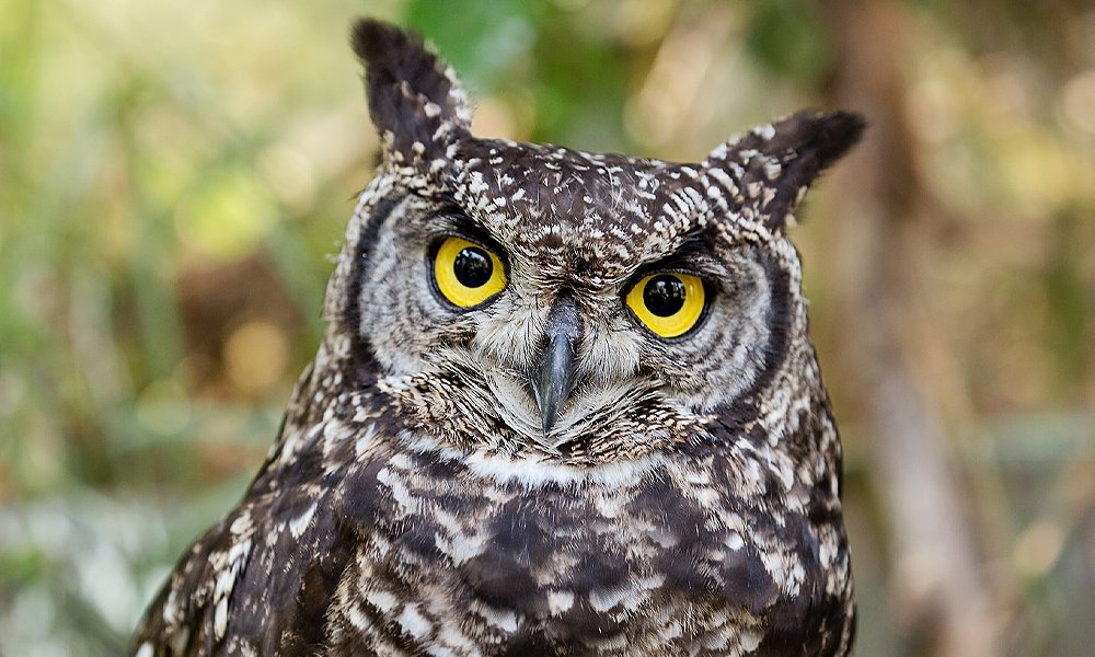 Owl nesting box Screech Owl Burrowing Owl Barn Owl Eastern owl  