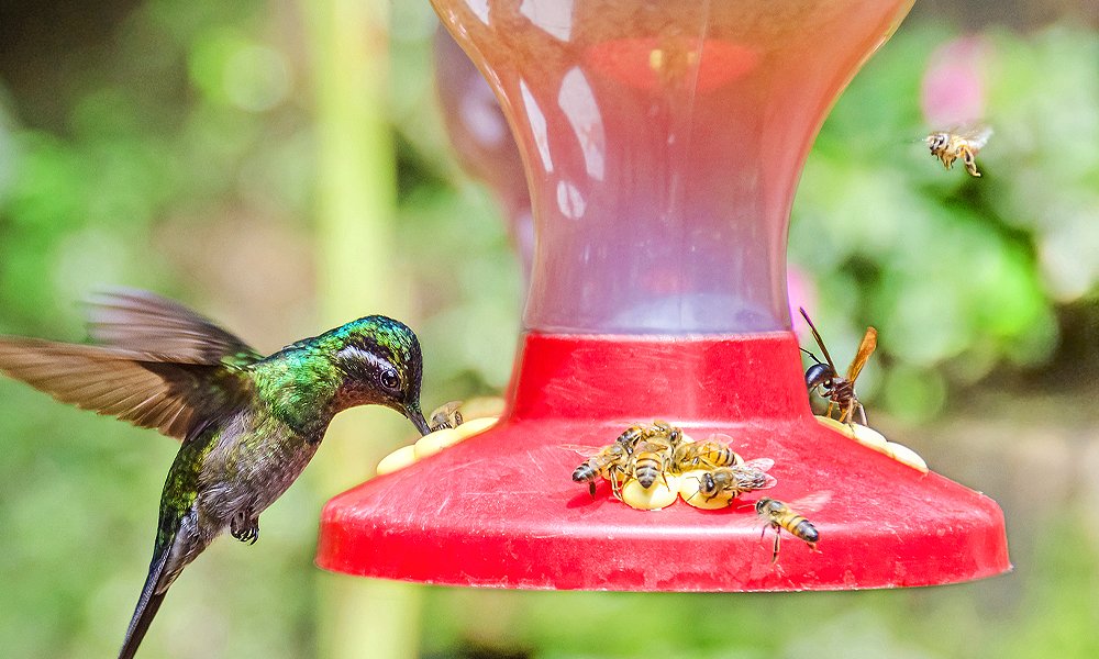 how to keep bees away from hummingbird feeder