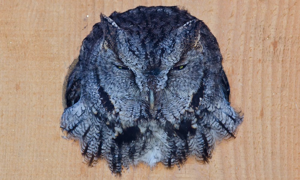 owl