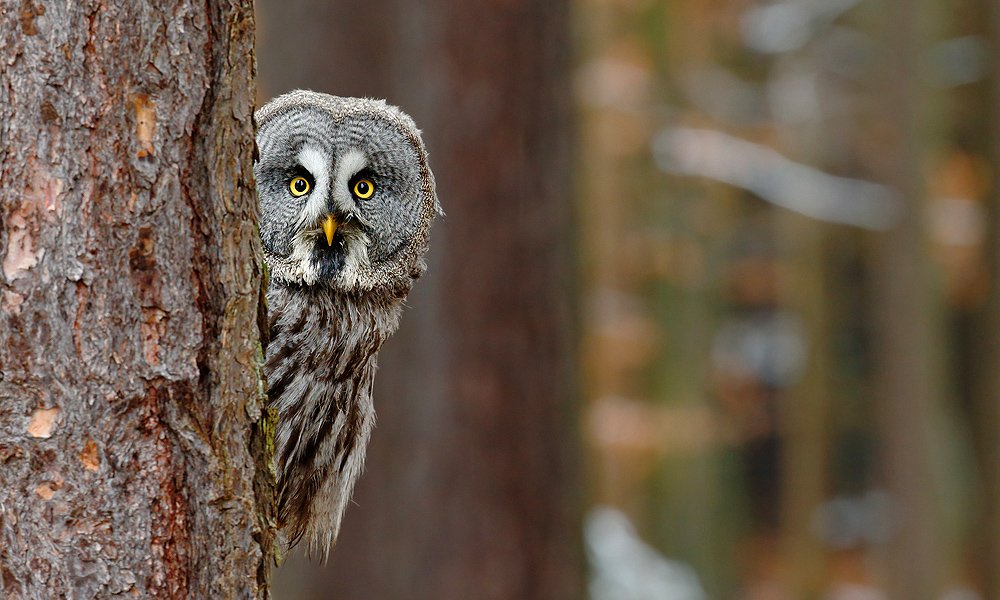 Are owls nice to humans?