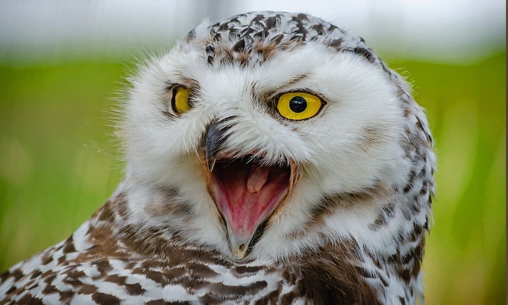 gray owl pictures        <h3 class=