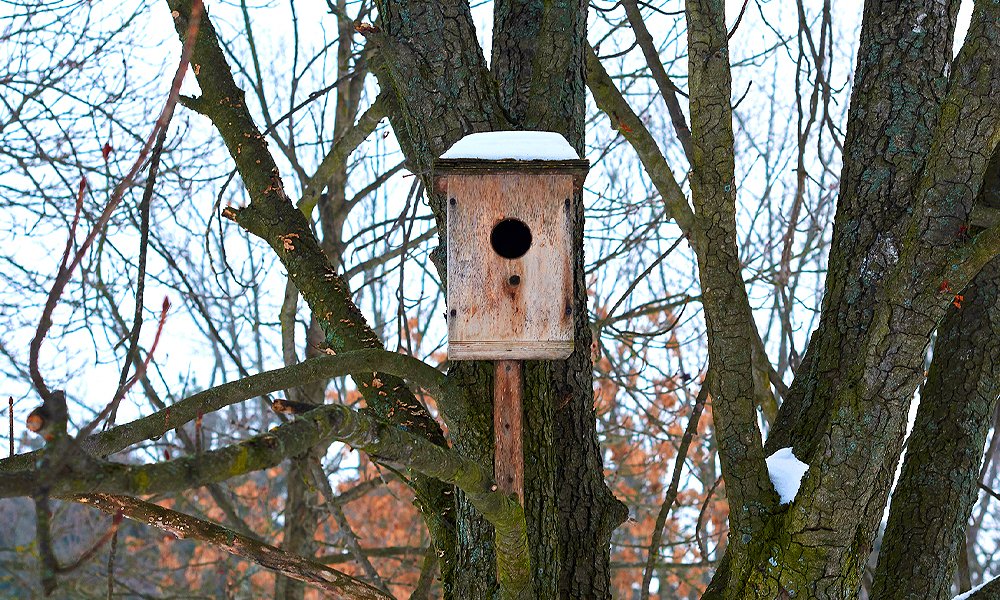 bird house