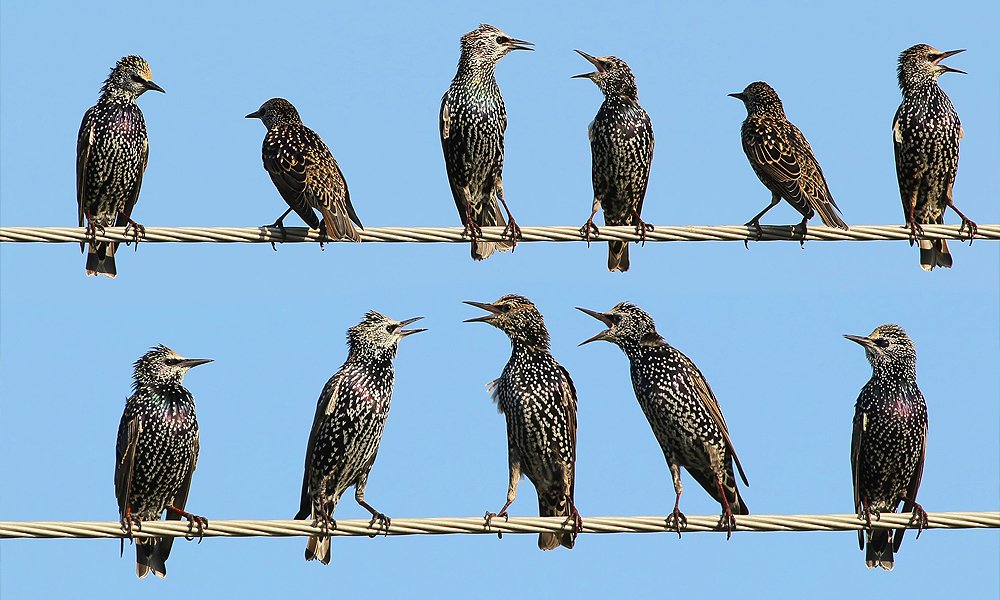 birds roosting