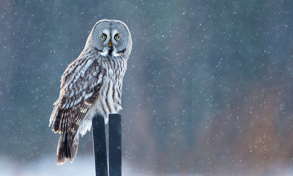 What Animals Eat Owls? (When Predator Becomes Prey) - World Birds