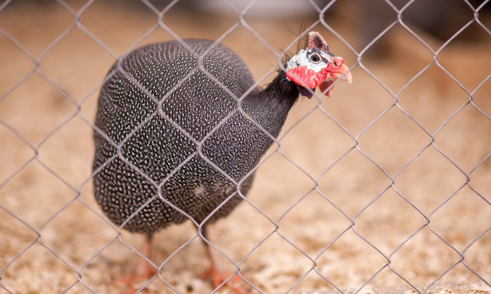 bird behind fence