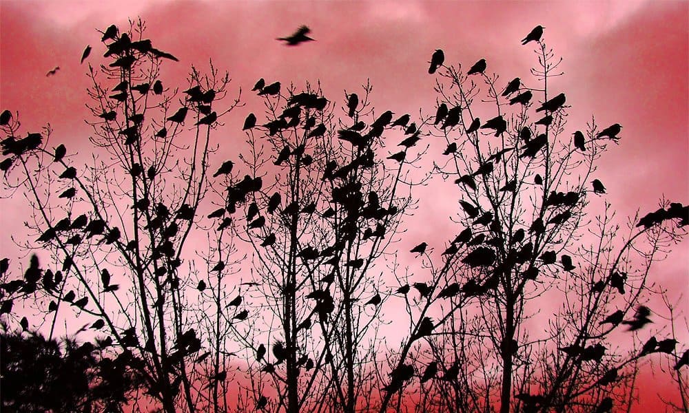 crows flying in groups