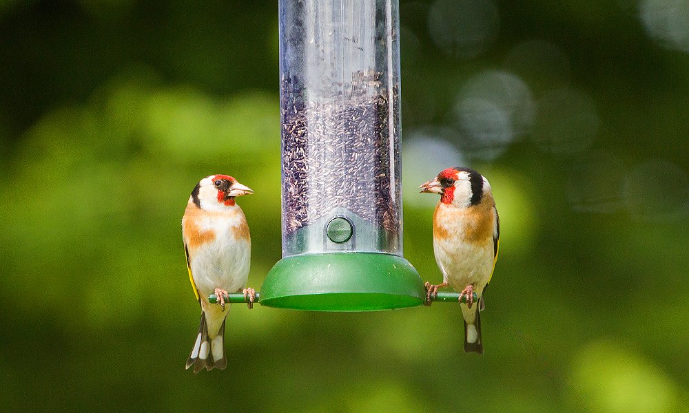 bird sitting on a bird feeder