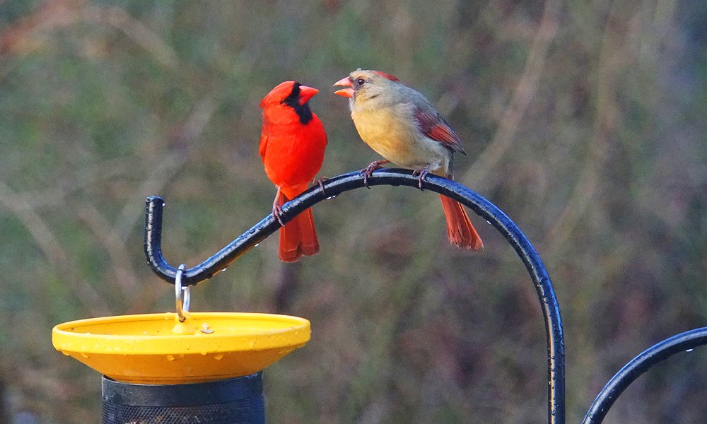 cardinals