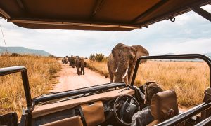 elephants in safari