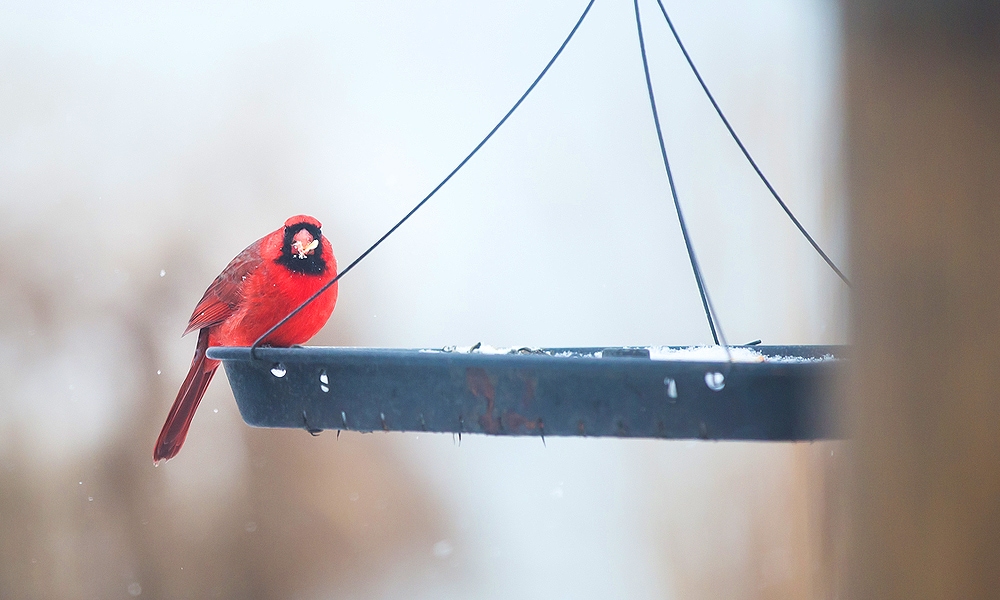 11 Interesting Cardinal Bird Facts You Should Know - Birds and Blooms