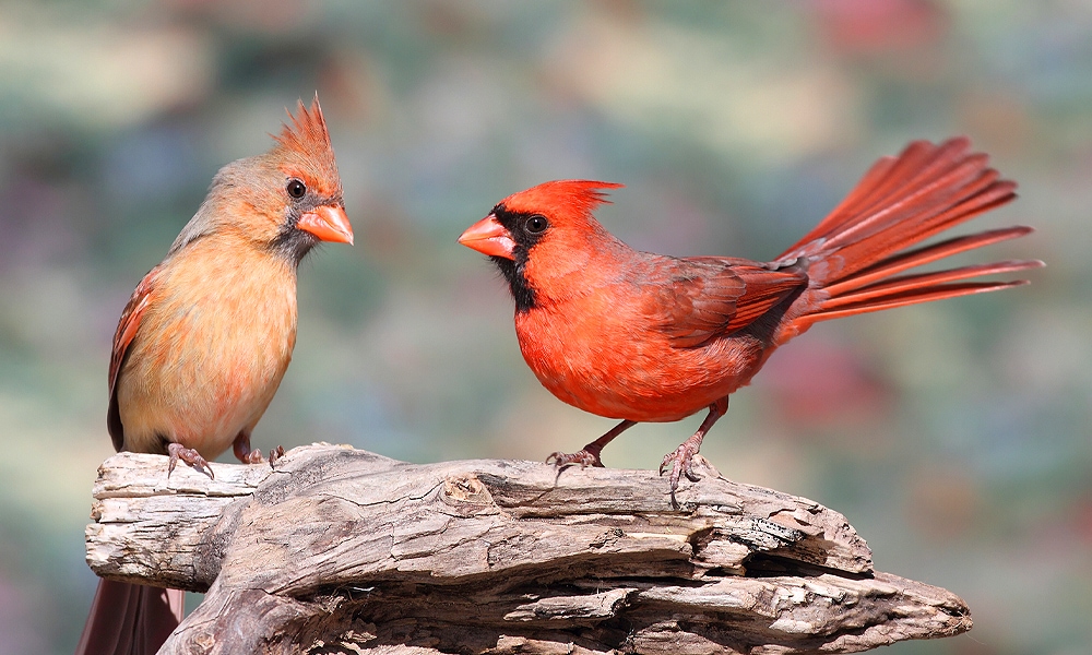 This Non-Binary Cardinal Is Flipping Gender the Bird, News