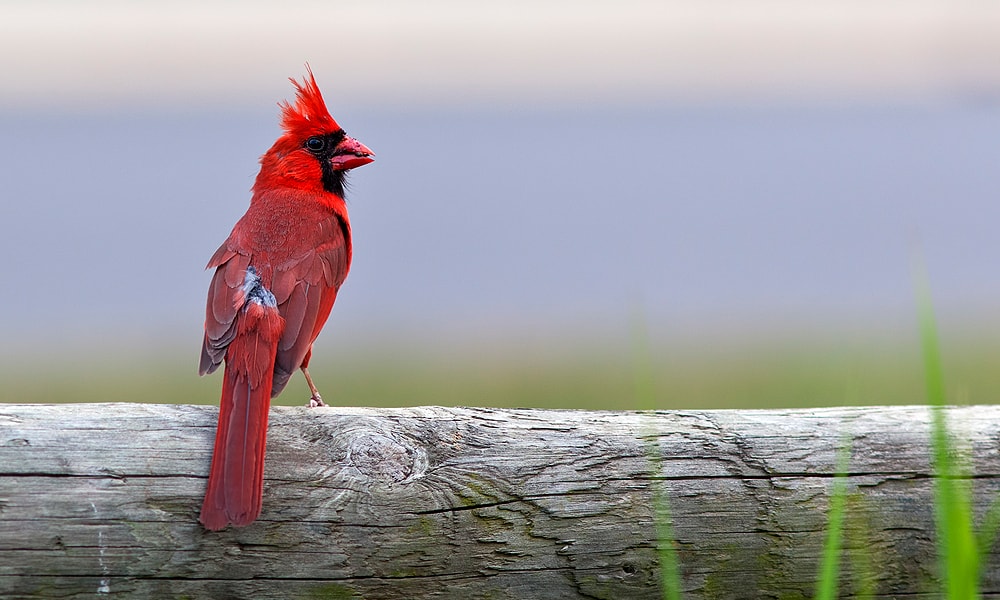 11 Interesting Cardinal Bird Facts You Should Know - Birds and Blooms