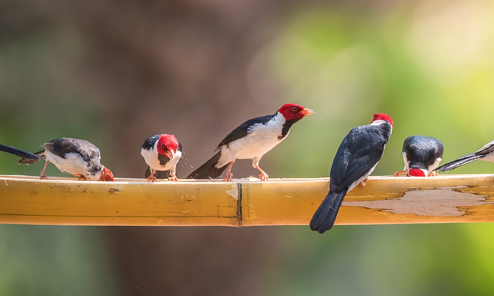 cardinal