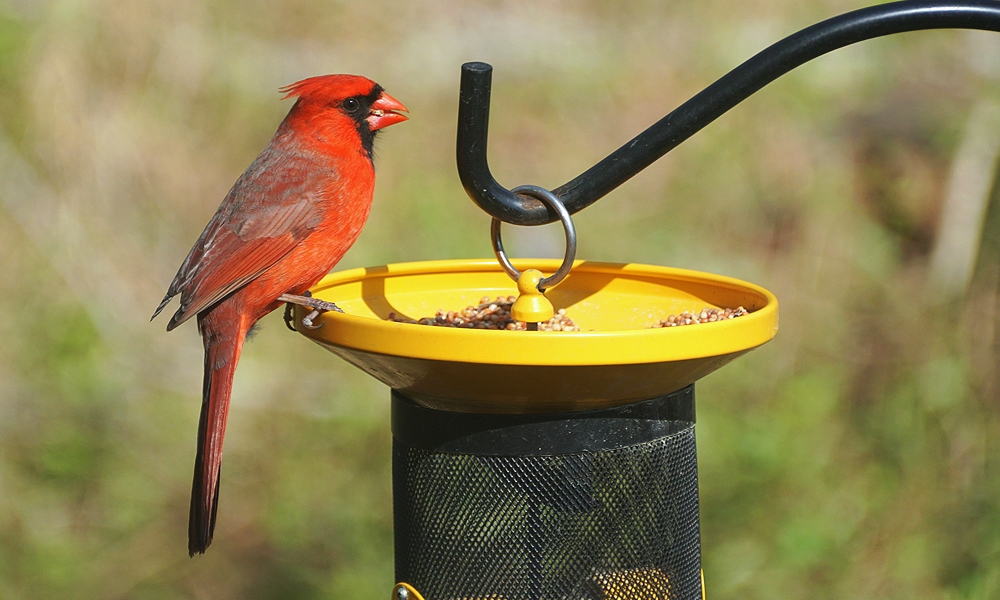 baby cardinal bird for sale