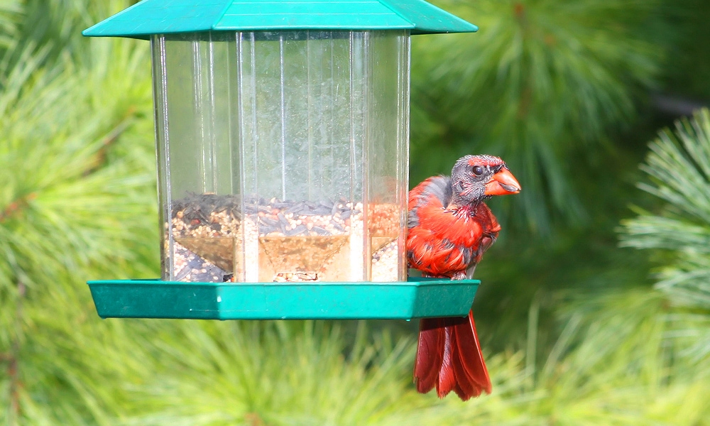 cardenal