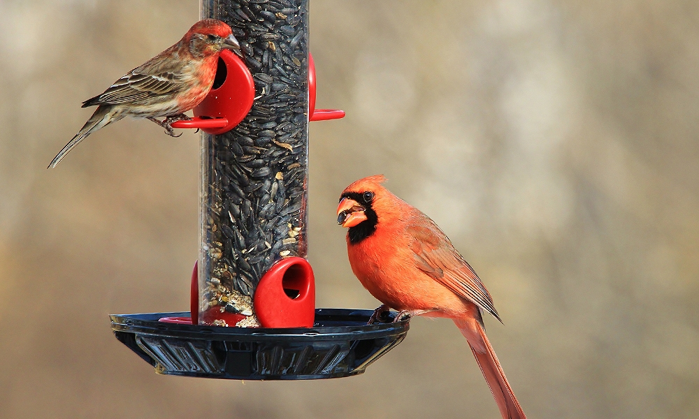 cardenal