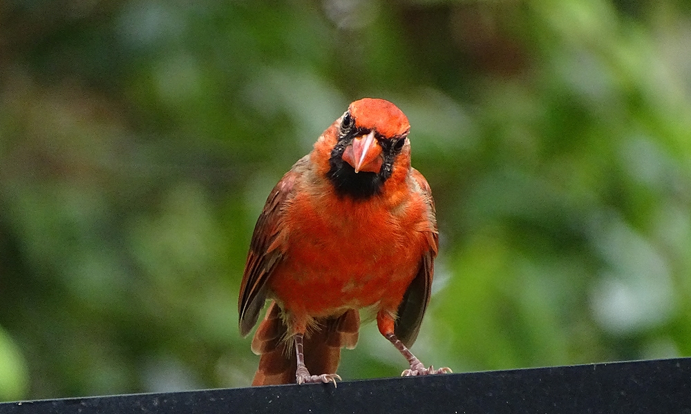 cardinal flying into window