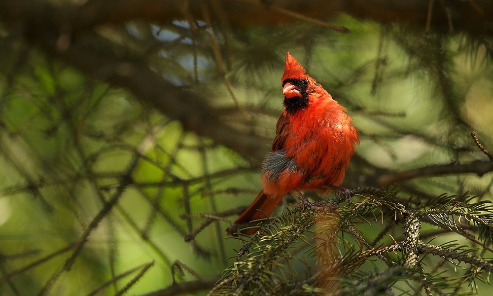 Cardinal Facts — CARING CARDINALS