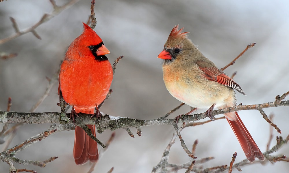 cardinal