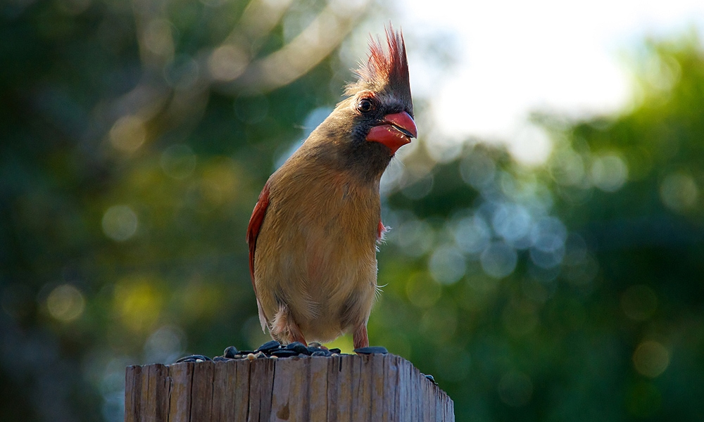 11 Interesting Cardinal Bird Facts You Should Know - Birds and Blooms