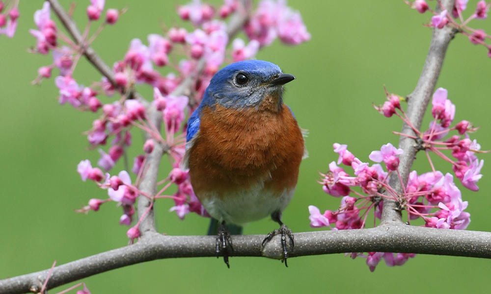 Which Bluebird Species Are You Seeing in Your State? - Avian Report