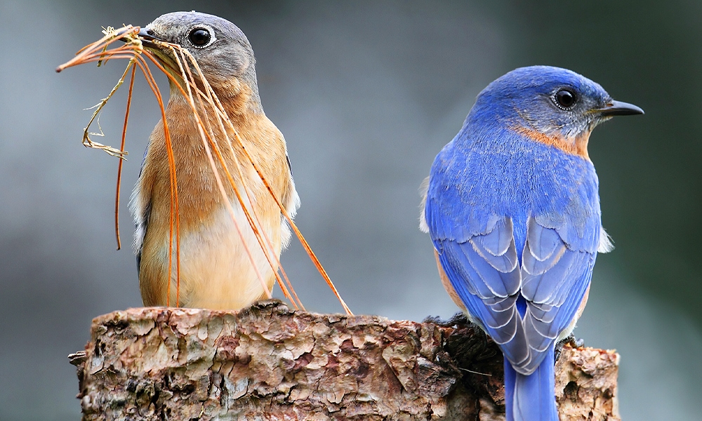 2 Blue Jay Babies Survive Mean Streets of the East Village