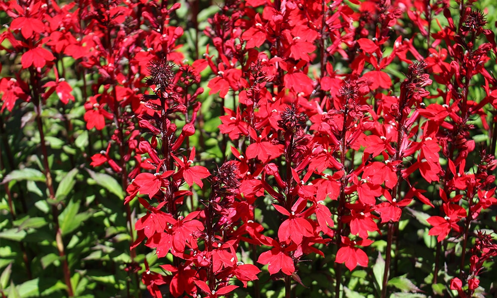 flowers