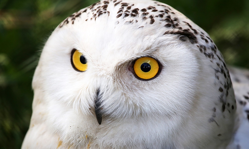 17 Fascinating Owl Facts You Didn't Know (2022) - World Birds