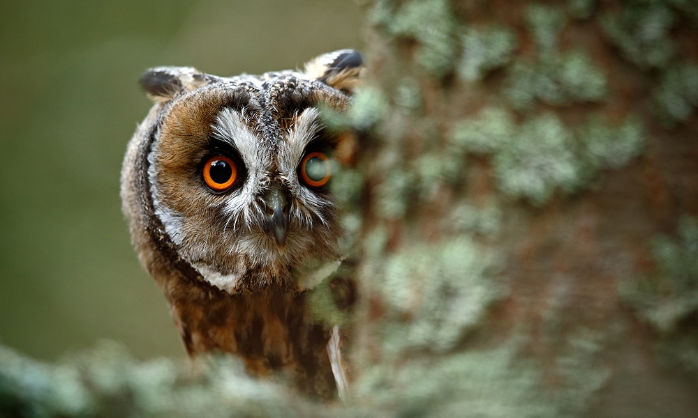 owl