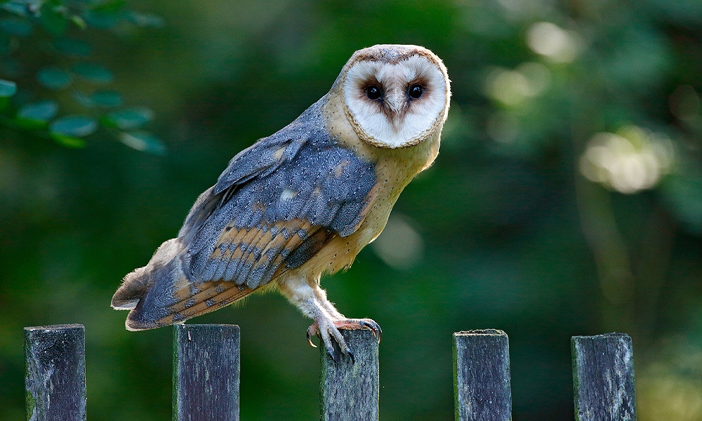 how long do owls live