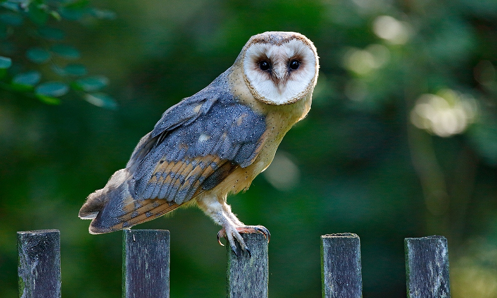 how-long-do-owls-live-owl-life-expectancy-world-birds