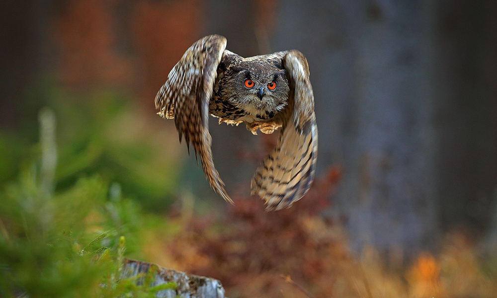 owl