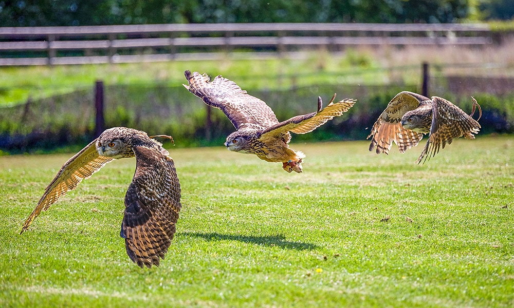 are owls dangerous to small dogs