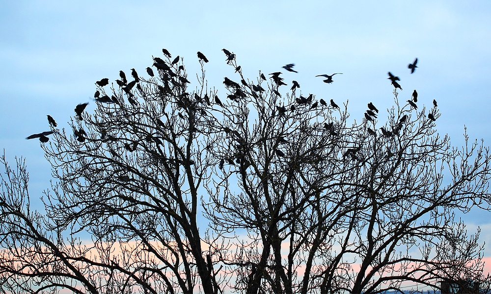 birds roosting ona tree