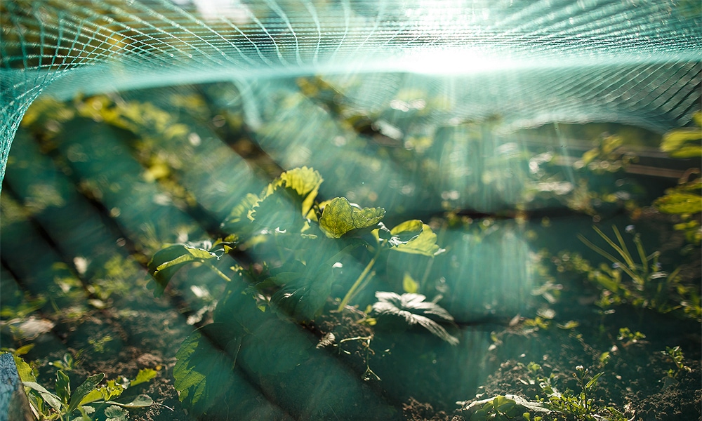 bird net on plants