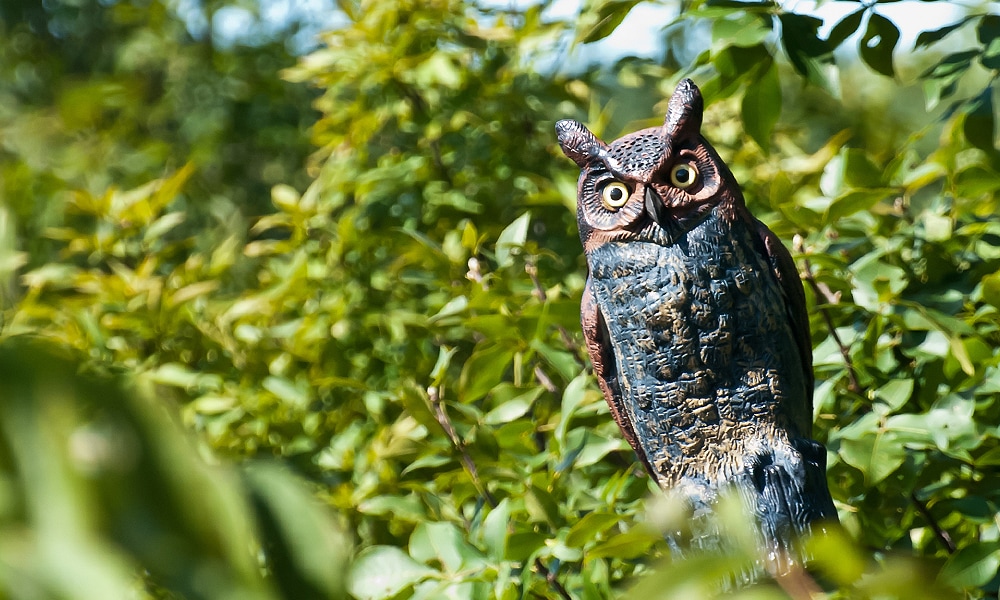 owl decoy