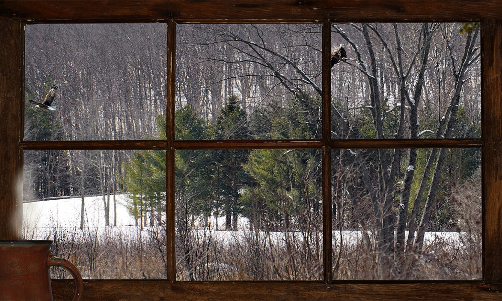 window with woods in the background