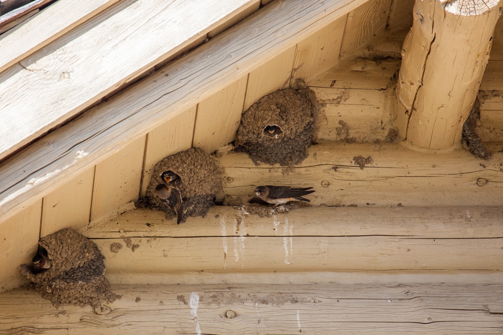 bird nests