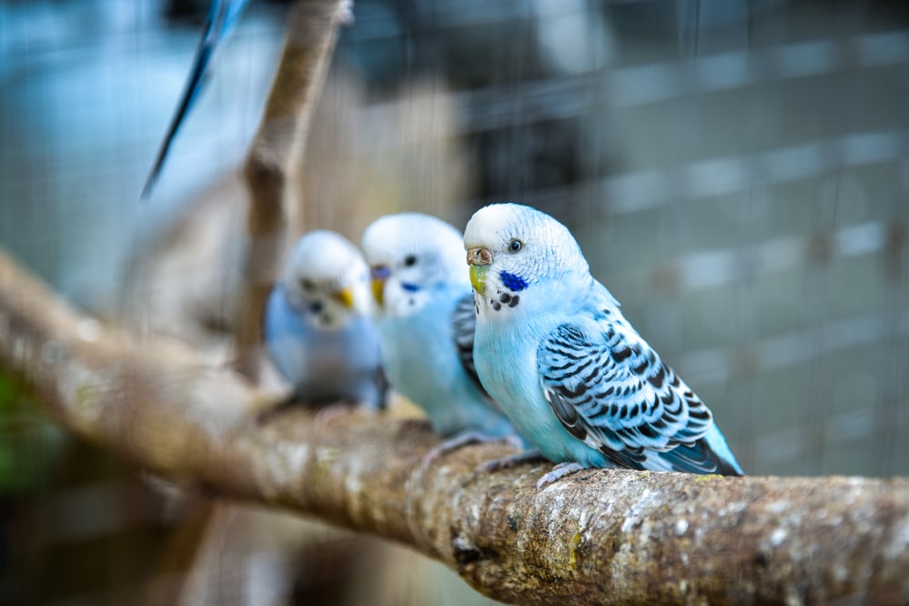 parakeets