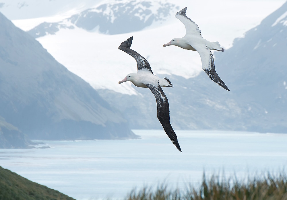 Albatross Symbolism & Meaning (+Totem, Spirit & Omens) - World Birds