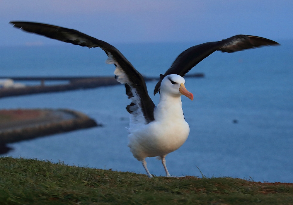 Albatross Symbolism & Meaning (+Totem, Spirit & Omens) - World Birds