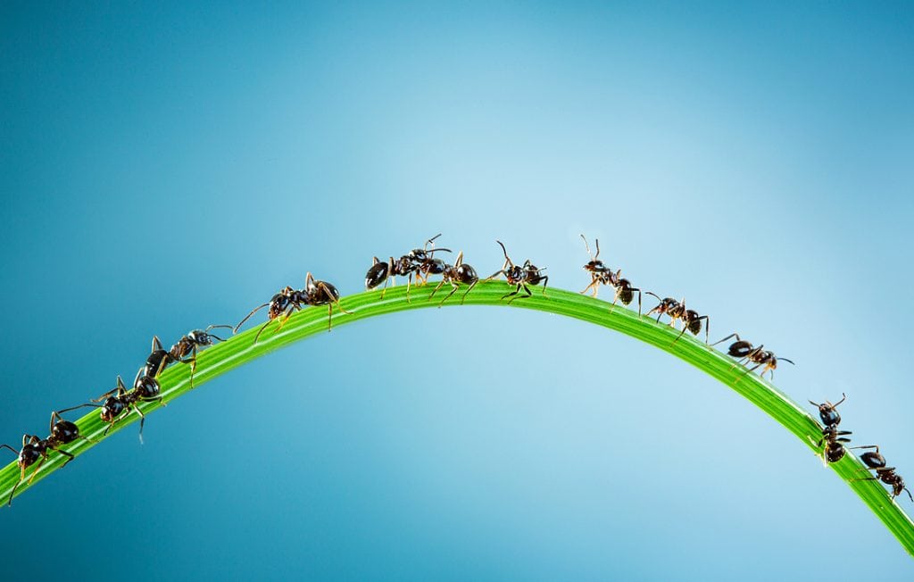 ants on a leaf