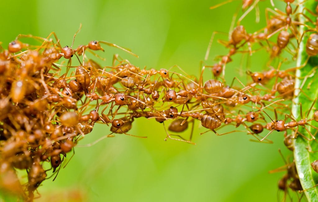 ants on a green background