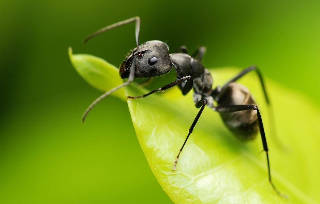ant on a leaf