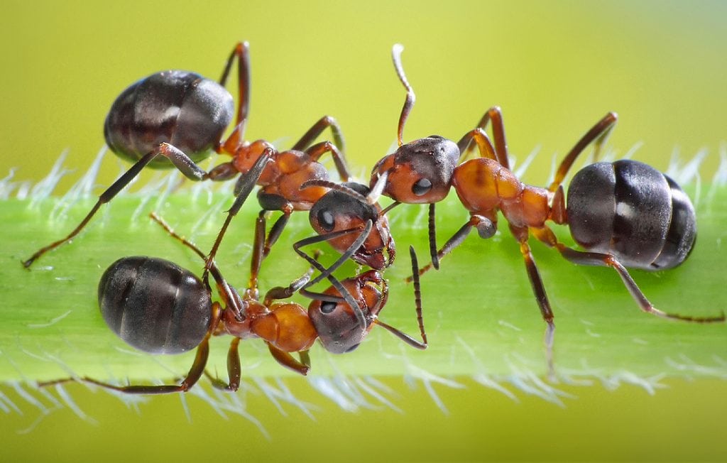 three ants on a leaf