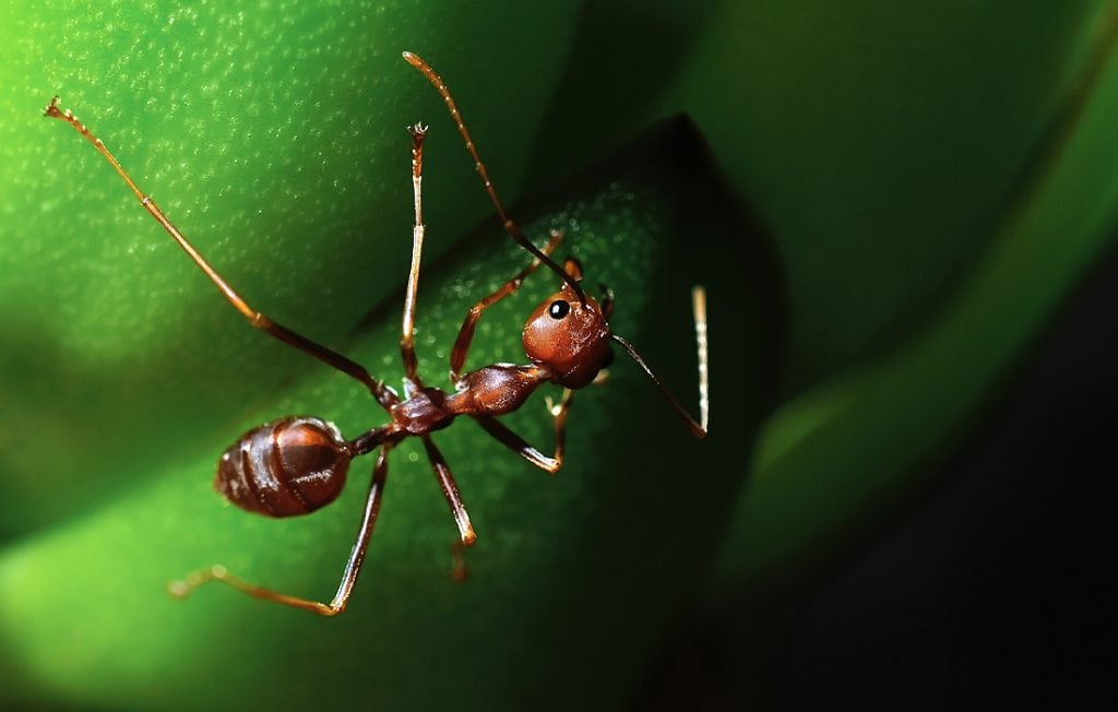 ant on a green background