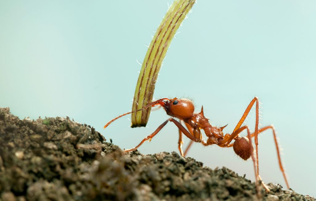 ant holding grass