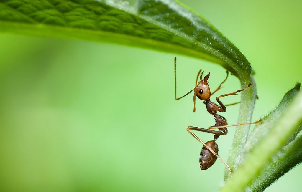 ant holding onto leaf